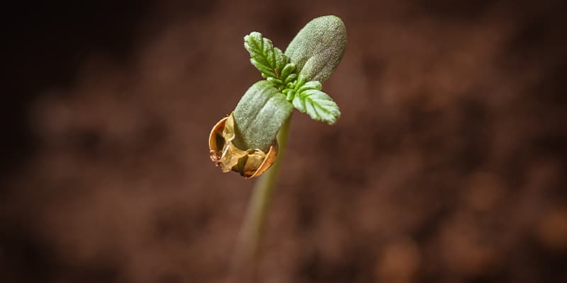 Ist CBD in Deutschland legal? Aktuelle Gesetzeslage 2025