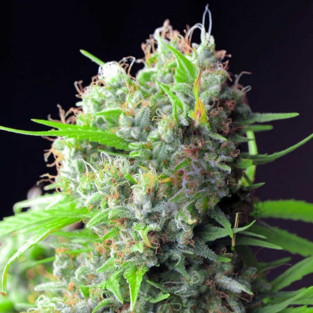 Rhino Cannabis Samen: Der Marktführer in Großbritannien