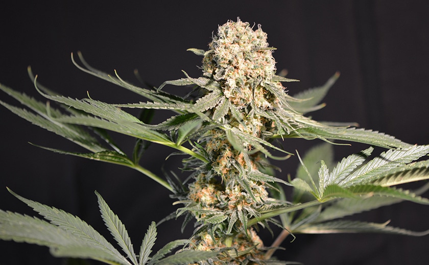 Cannabis Samen in DIY-Kosmetikprodukten