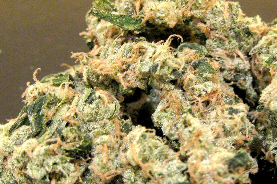 Die Geschichte von Cannabis Sativa: Ursprung und Entwicklung