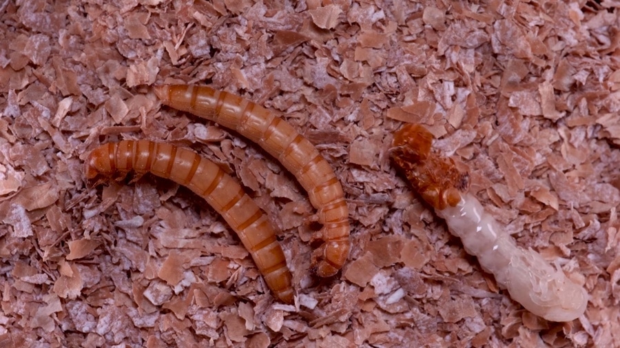 Köstliche Vielfalt: Getrocknete Mehlwürmer als proteinreicher Snack