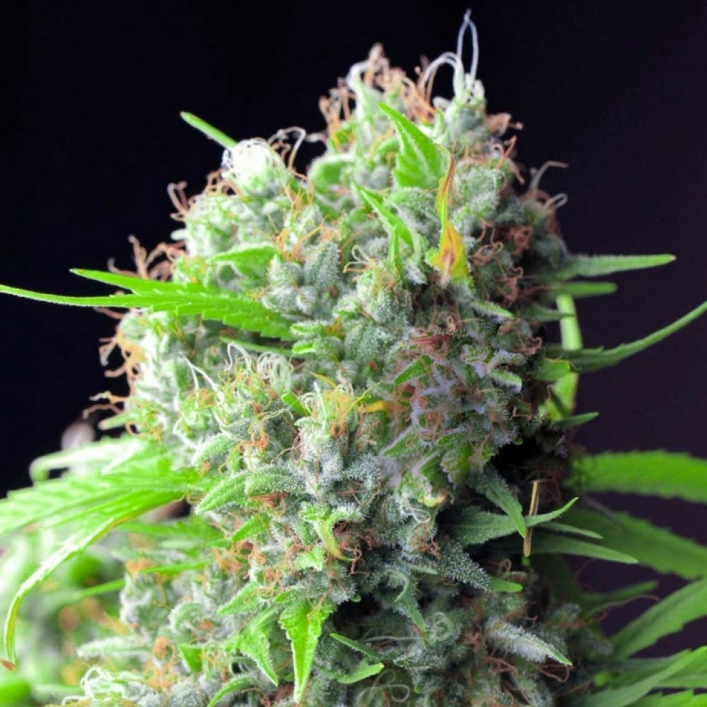 Rhino Cannabis Samen: Der Marktführer in Großbritannien