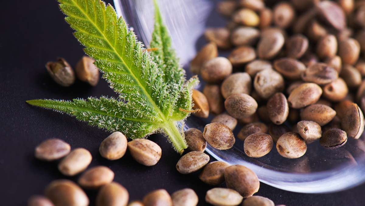Der kulturelle Einfluss von Gratis Cannabis Samen