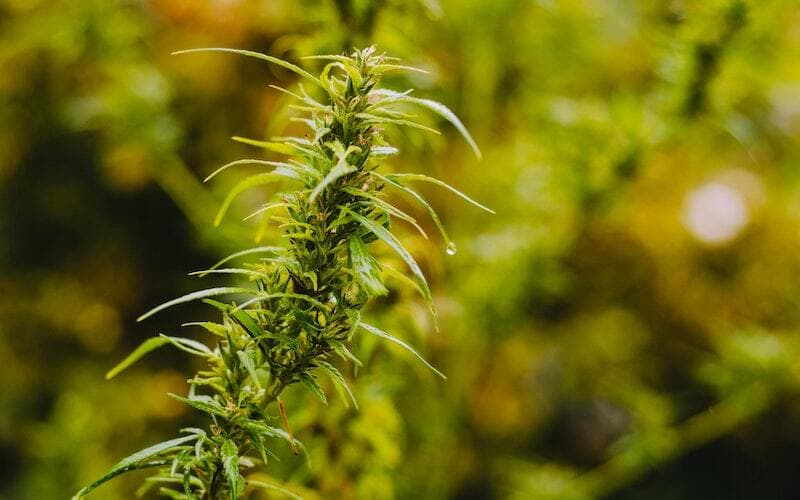 Ist CBD in Deutschland legal? Aktuelle Gesetzeslage 2025