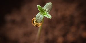 Germinating-cannabis-seeds-in-soil